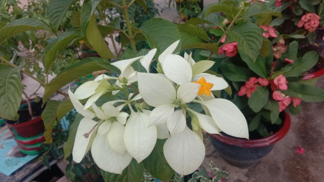 Kou-cha Glass Water Bottle Botol Air Minum Kaca Tumbler 350ml Saringan Teh Infused Water Bpa-free