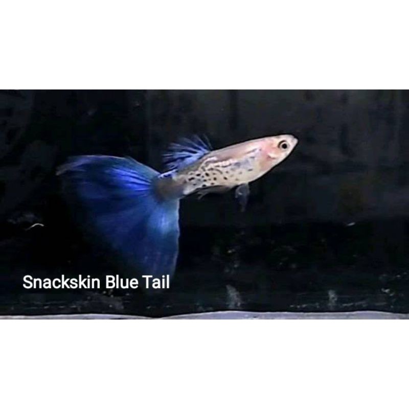 ikan guppy Snakeskin Blue tail