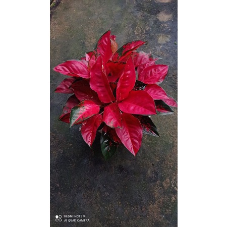 aglonema suksom merapi