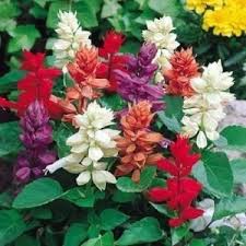 Salvia Berbunga - Tanaman Hias Bunga Salvia Berbunga ( Sedia 4 Warna) - taman