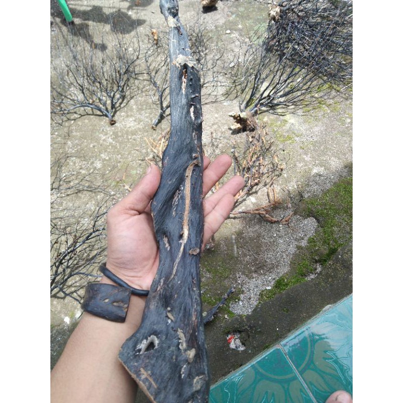 AKAR BAHAR MERAH BODI HITAM ECER/PER BATANG JUMBO BABON UKURAN 2-3JARI