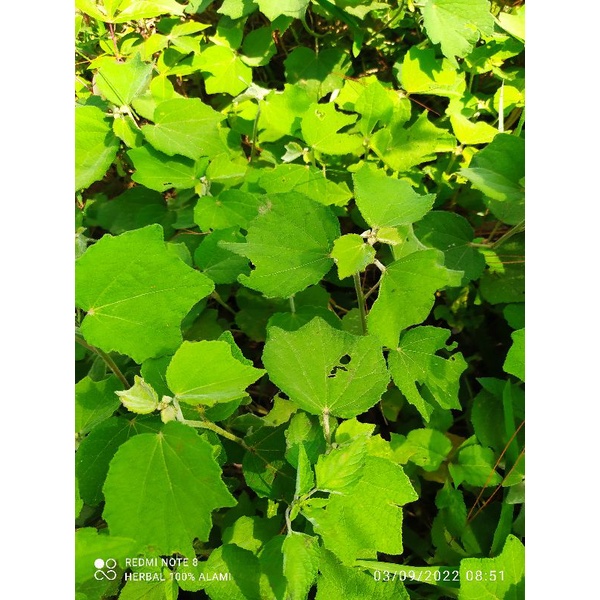 

DAUN PULUTAN HIJAU SEGAR ASLI FRESH (500.GRM)