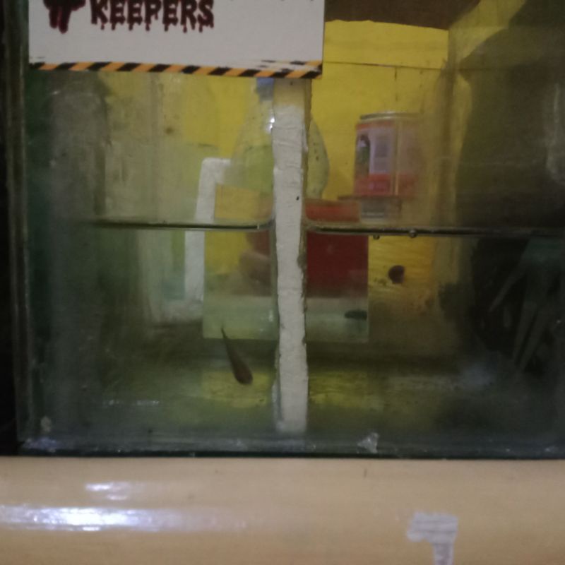 ikan baby channa limbata SORTIRAN kediri[Mufish.Kdr]