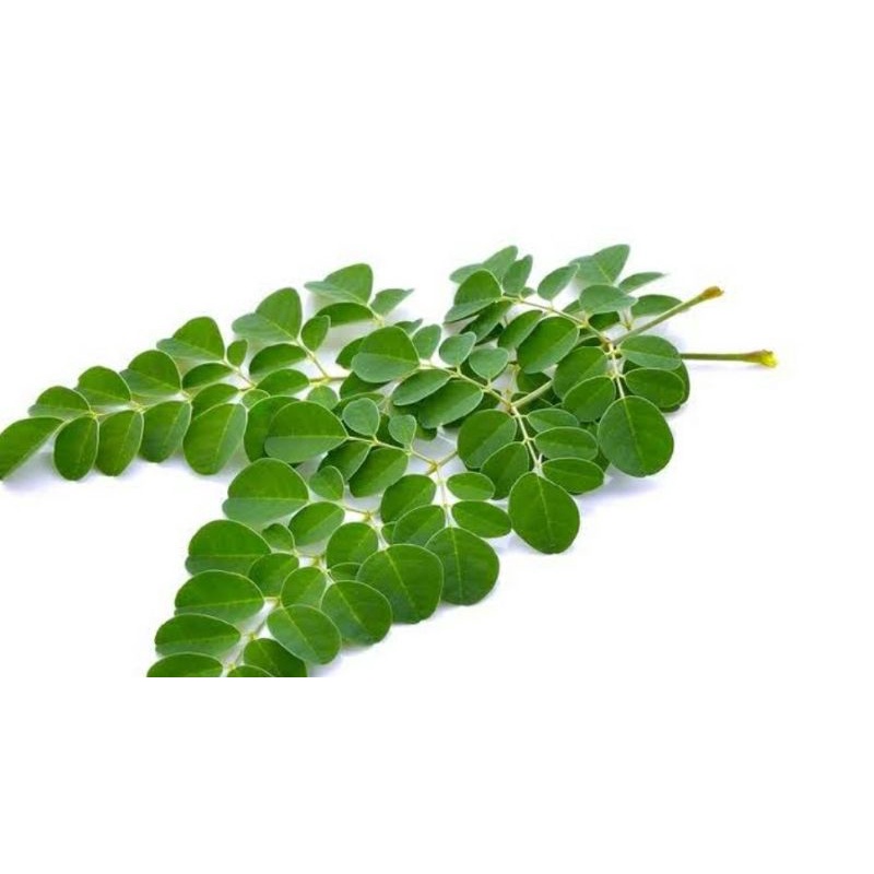 

daun kelor segar atau marunggai 250 gram