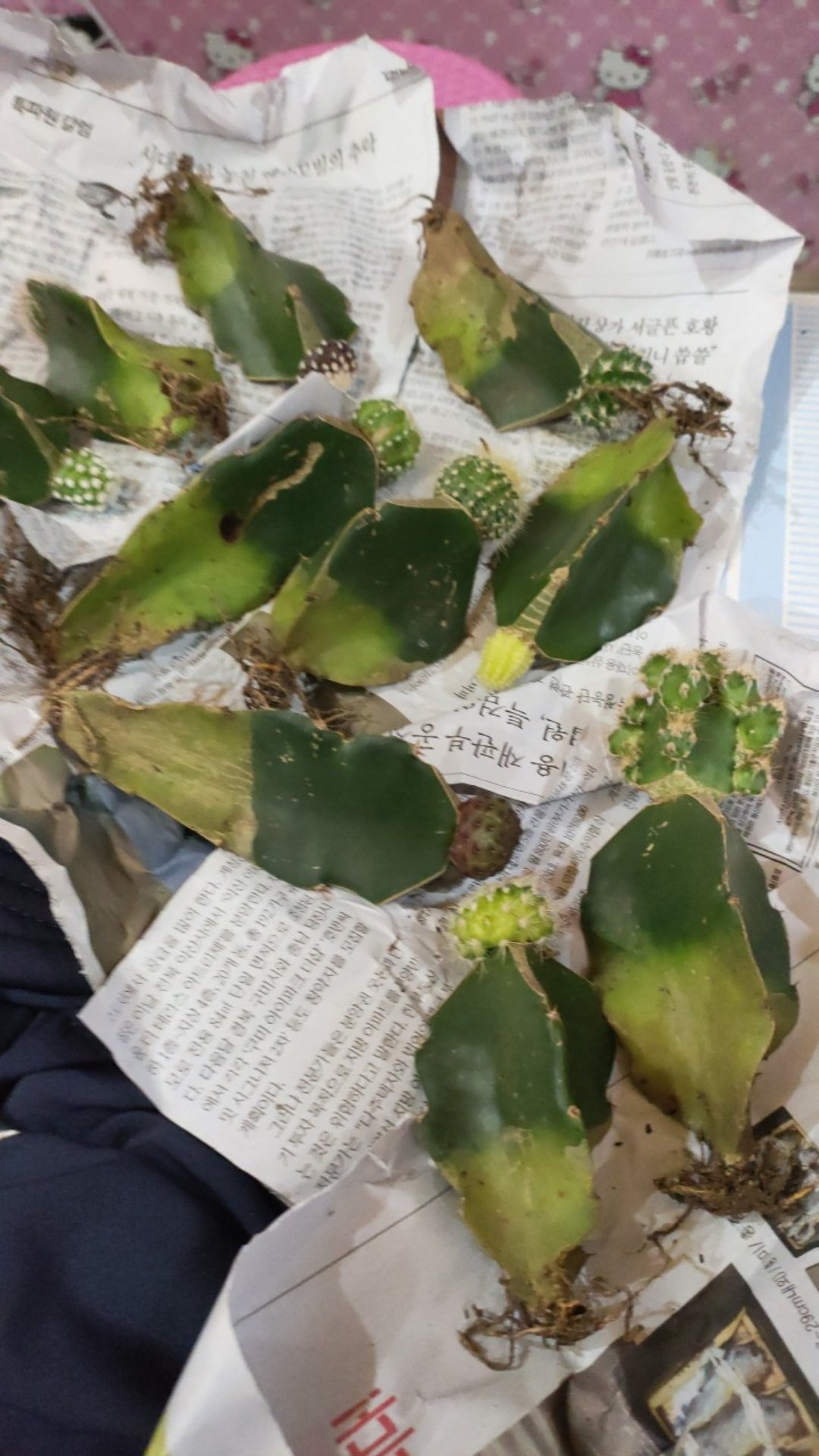 Pot Hias Kotak Untuk Sekulen Dan Kaktus 8,5cm (harga Satuan)