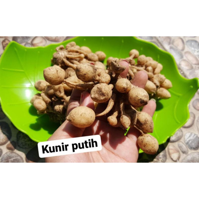 

KUNYIT PUTIH GOMBYOK (KAEMPFERIA ROTUNDA) / KUNIR PUTIH