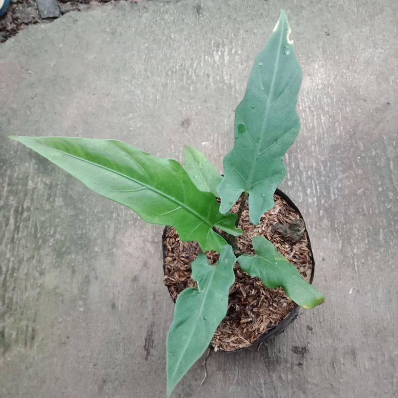 paket 2 batang keladi hitam papua keladi black silvit