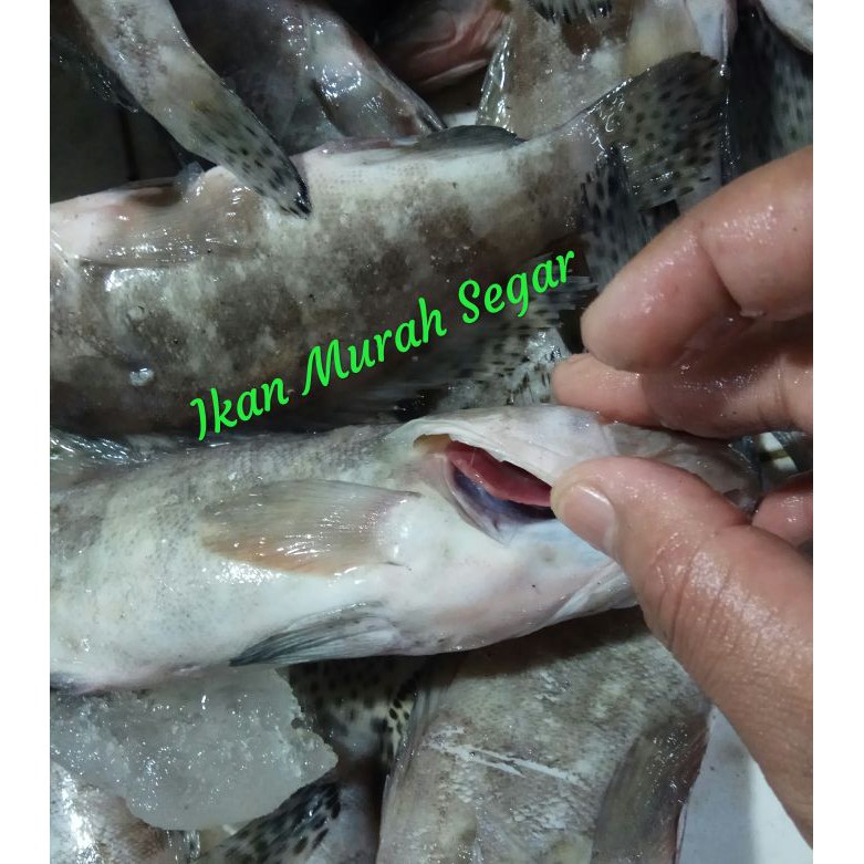 

IKAN KERAPU SEGAR Size Besar