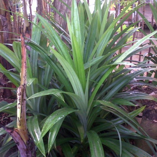 

Daun pandan segar 500 gram harum wangi berkhasiat , untuk masak, membuat kue, pengharum alami, dlln.