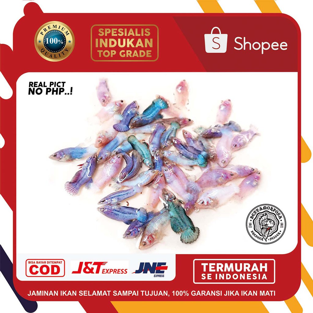 Ikan Cupang Bahanan Blue Rim Asli SUPER GRADE A