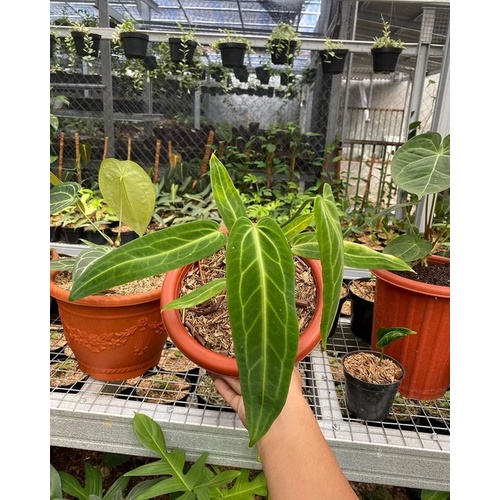 anthurium warocqueanum