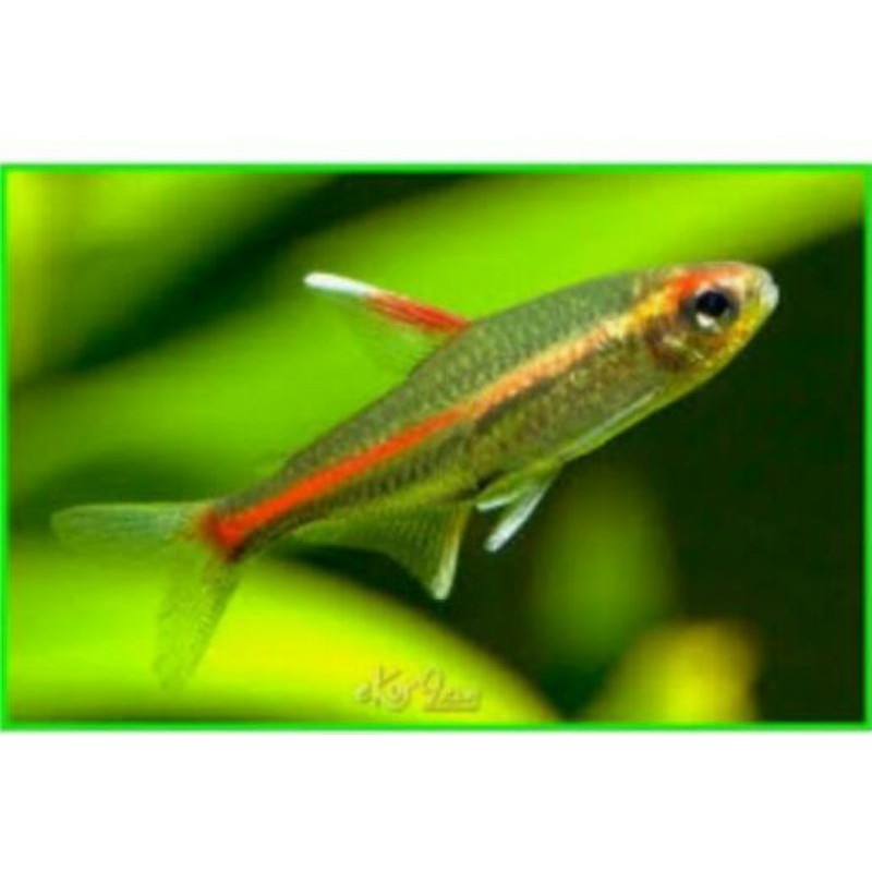 

ikan neon api..