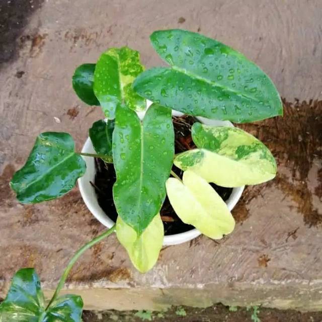 Tanaman Hias Philodendron Burlemarxii Variegata Philodendron Brekele Variegata Shopee Indonesia