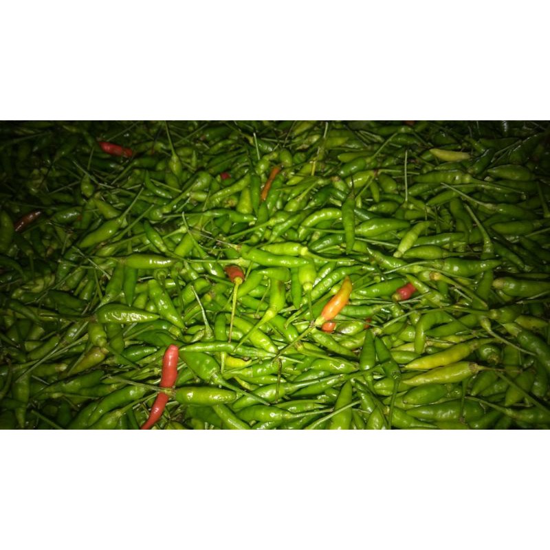 

cabe gunung pedas