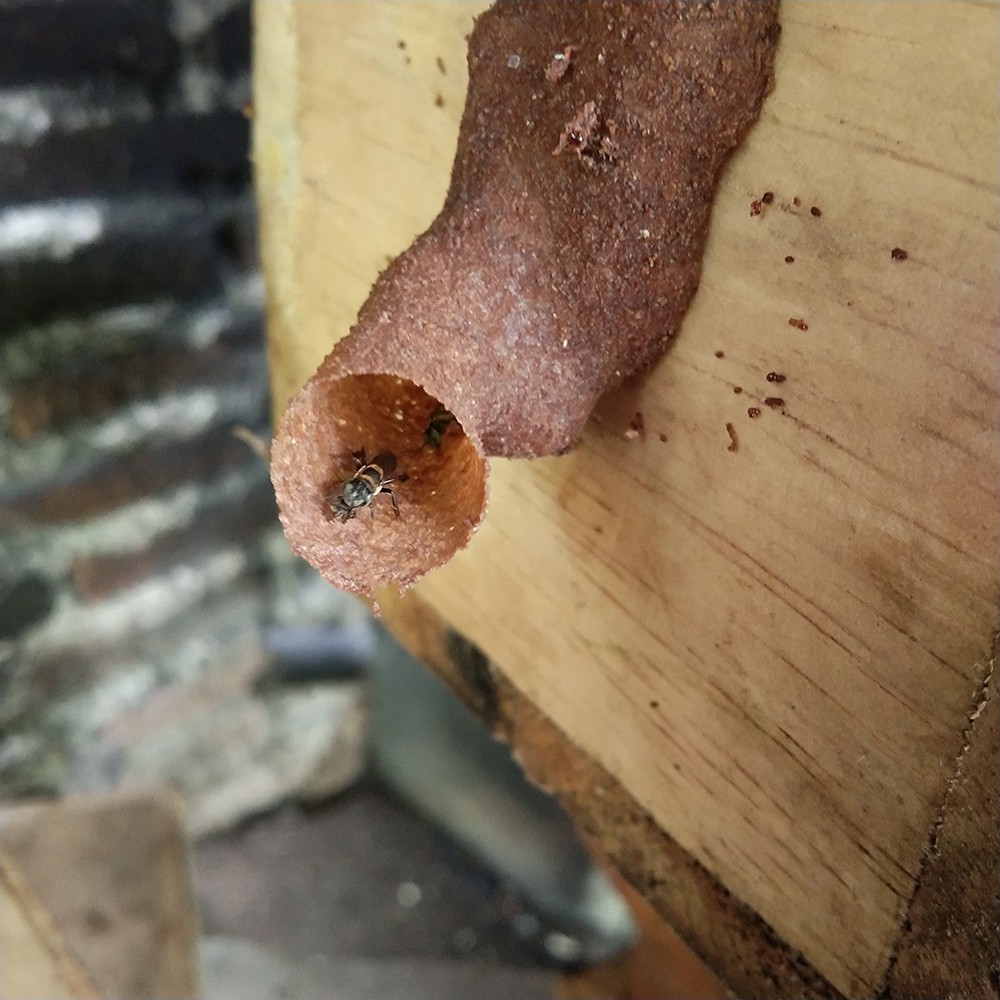 Jual Koloni Lebah Lepido Trigona Terminata