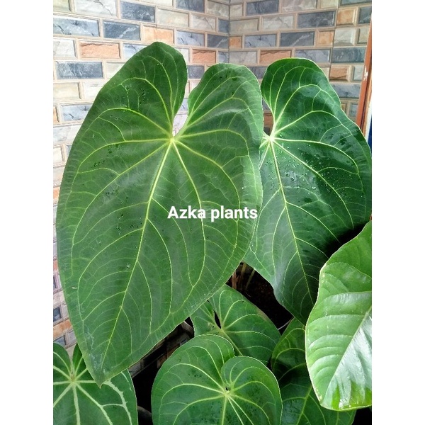 TANAMAN HIAS KUPING GAJAH/ANTHURIUM MAGNIFICUM SUPER JUMBO