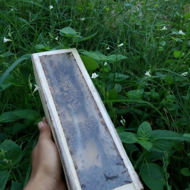 Lebah Trigona Klanceng Laeviceps