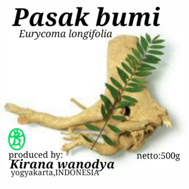 

Eurycoma Longifolia Bubuk 500g - Kirana