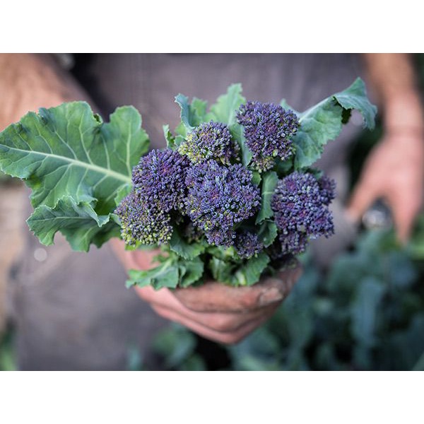 Benih Bibit Biji - Broccoli Sprouting Early Purple Brokoli Ungu Seeds - IMPORT