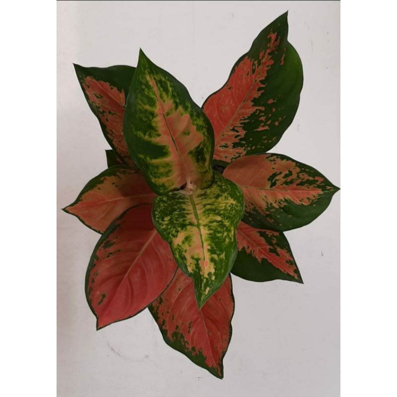 Aglonema kochin tembaga