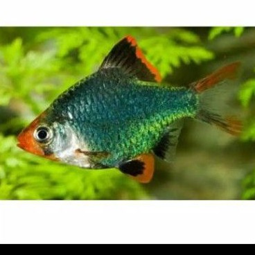 Ikan green sumatra tiger barb