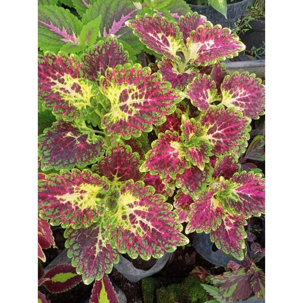 miana premium cikar pink