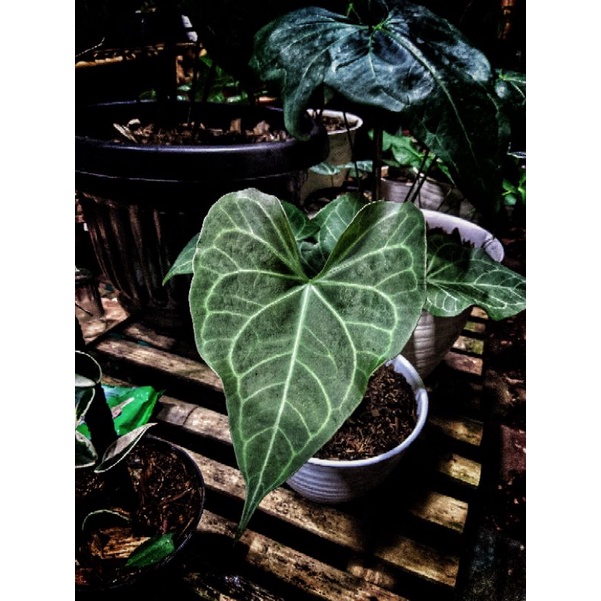 Anthurium DeltaForce Delta Force Clarinervium X Pterodactyl