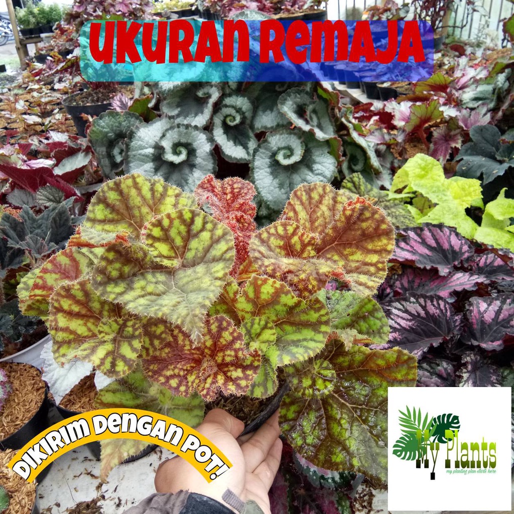 FULL POT  Tanaman Hias Bunga Begonia MARMADUKE GOLD / KEONG MADU Ukuran REMAJA RIMBUN DAN BESAR