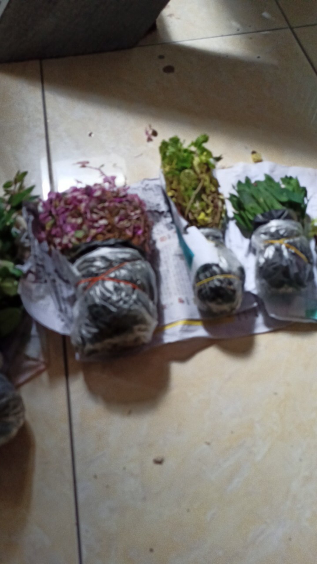 Tanaman Hias Bunga Melati Jepang