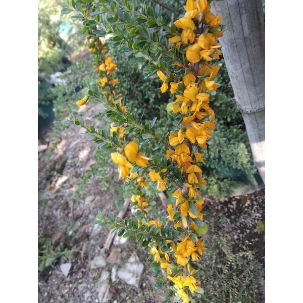 Saeng Simbur Bunga Kuning = Brya Ebenus / Jamaica Rain Tree