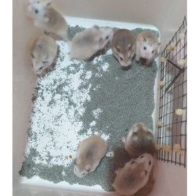 Hamster Roborovski