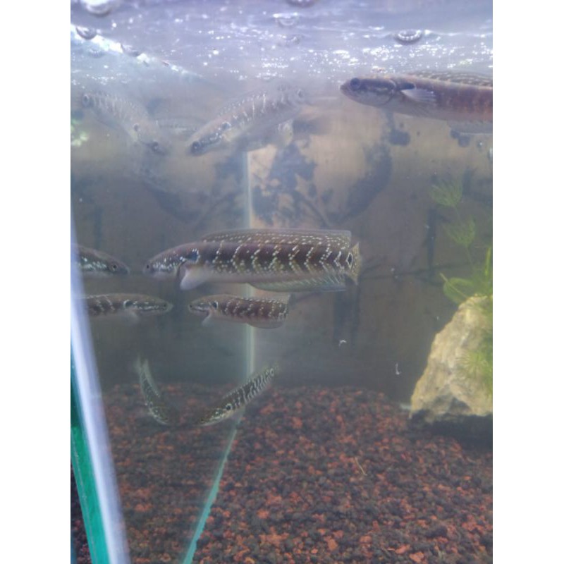 Channa Chana Asiatica RSWS / Gabus Hias Size 4-5 Cm