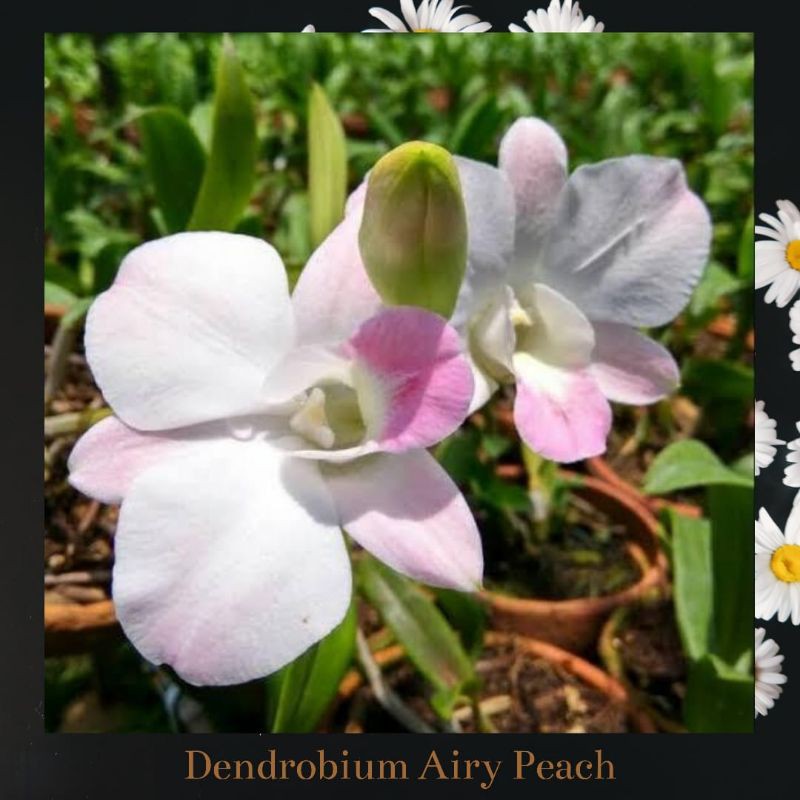 

Dendrobium Airy Peach