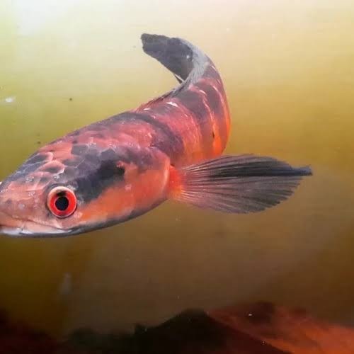 67+ Dekorasi Aquarium Channa Terbaik