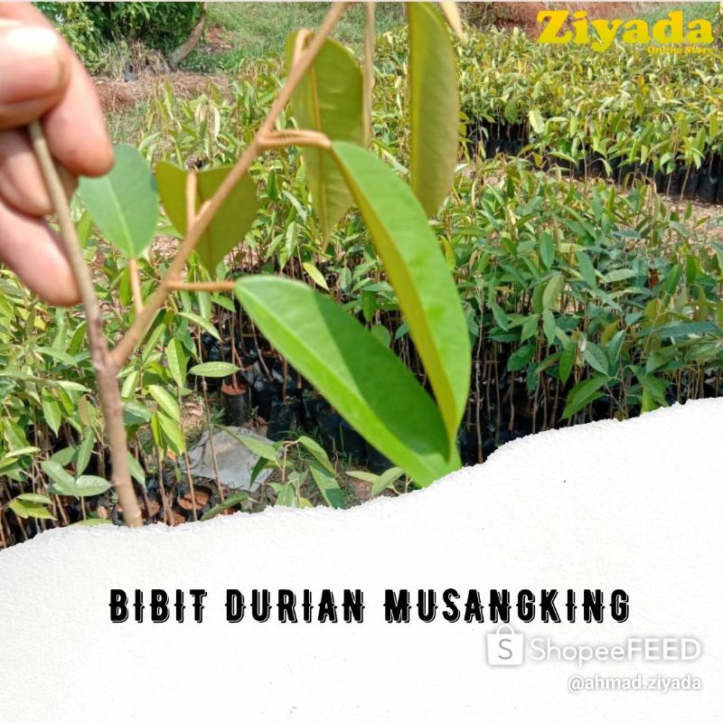 BULAN PROMO Bibit Asli Durian Bawor Kaki 3 Okulasi