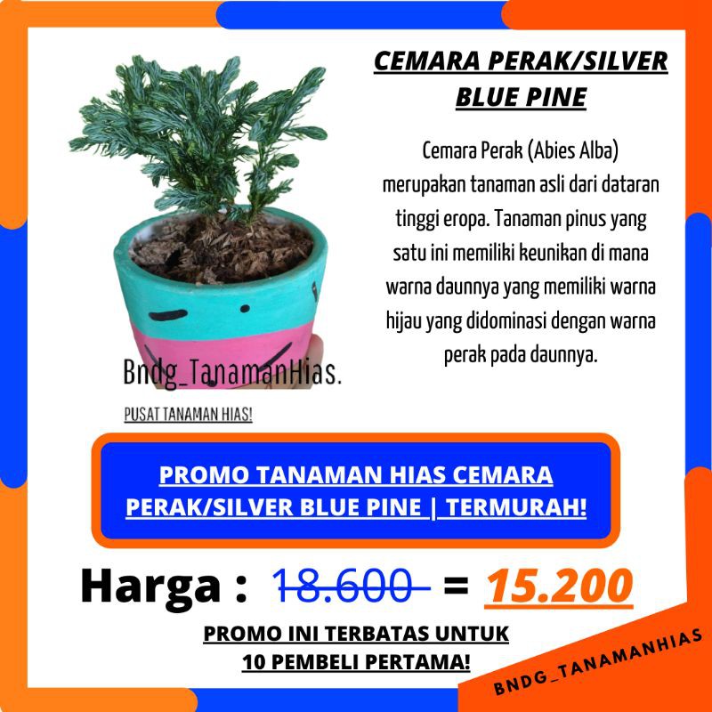 PROMO TANAMAN HIAS CEMARA SILVER/PERAK BLUEDEN | TERMURAH!