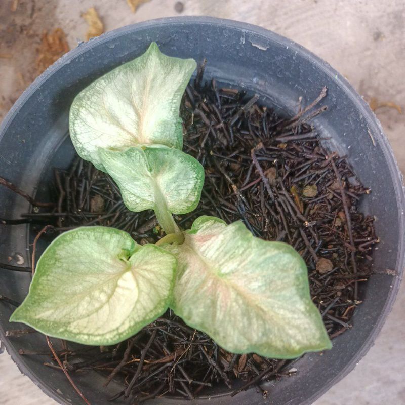 caladium white jaguar