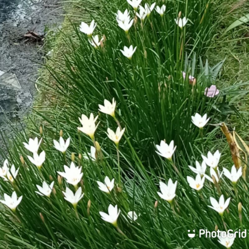 Bunga Rain Lily Putih