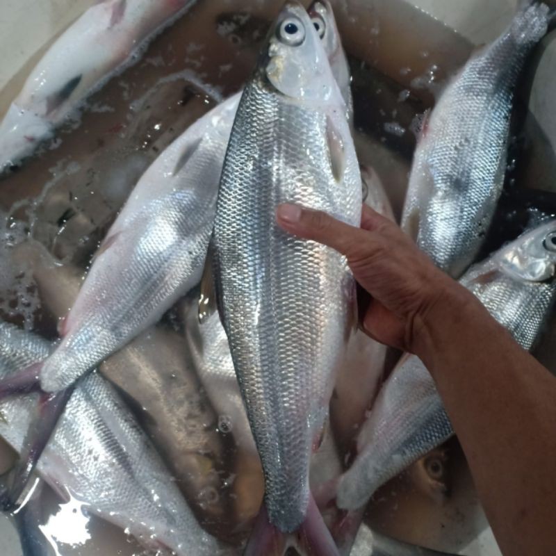 

Ikan Bandung jumbo 1kg 1 ekor