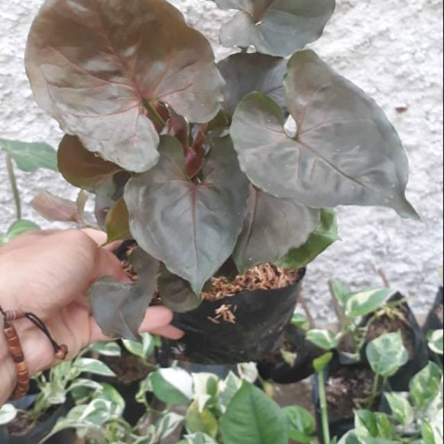 Tanaman hias singonium black - pohon singonium