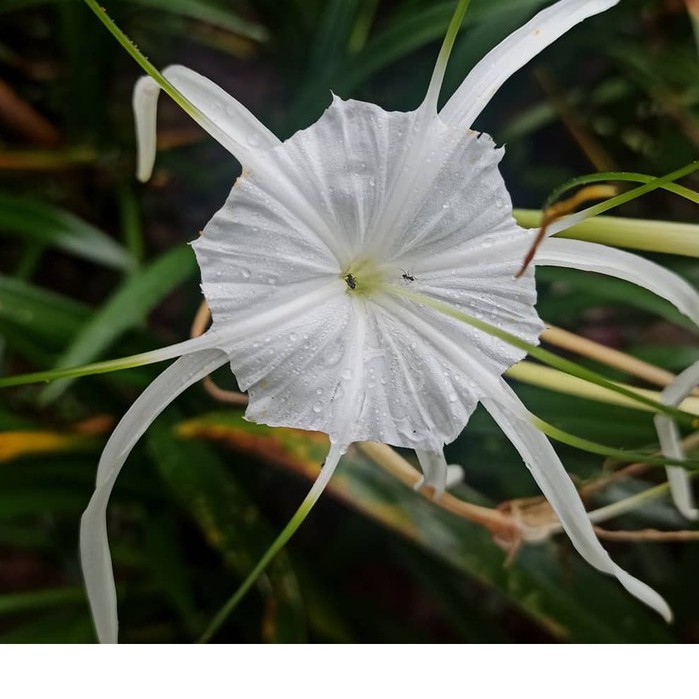 Tanaman Hias Bakung Air Mancur-Hymenocallis littoralis, Bakung Laba-laba Putih
