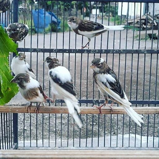 39+ Burung kenari lokal bond terupdate