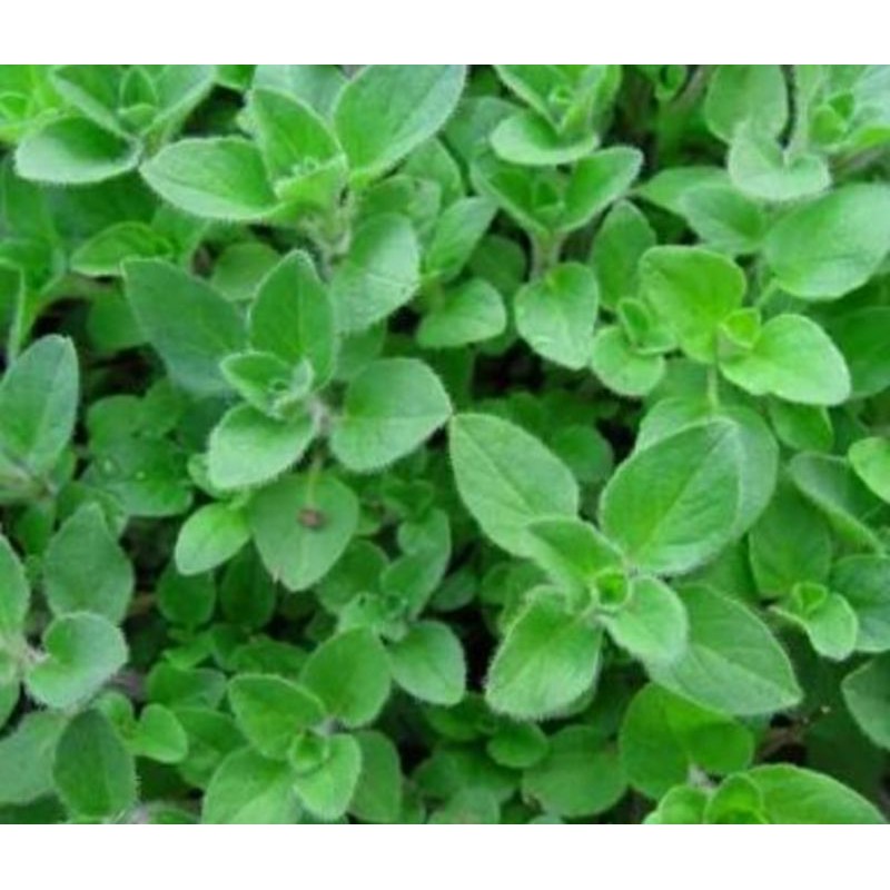 BENIH BIBIT OREGANO
