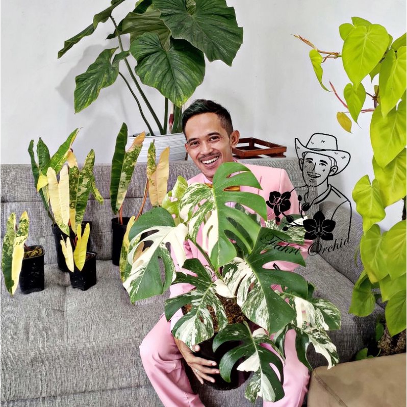 FahriOrchid - Monstera variegata Asli ekonomis 1 daun