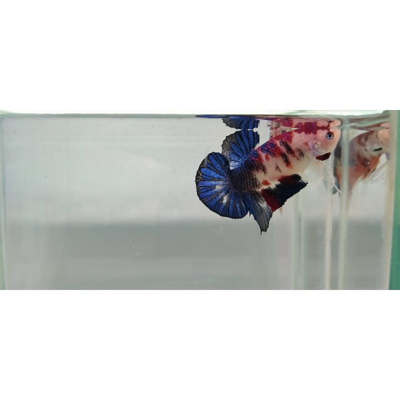 

Cupang Black Koi