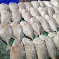 

Ikan Ayam-Ayam /Etong /Kambing-kambing fresh 1 kg (E.8)