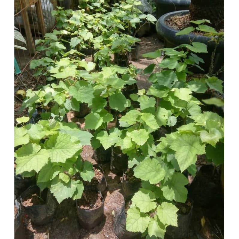 Berkwalitas Bibit Tanaman Anggur Yellow Belgia Termurah