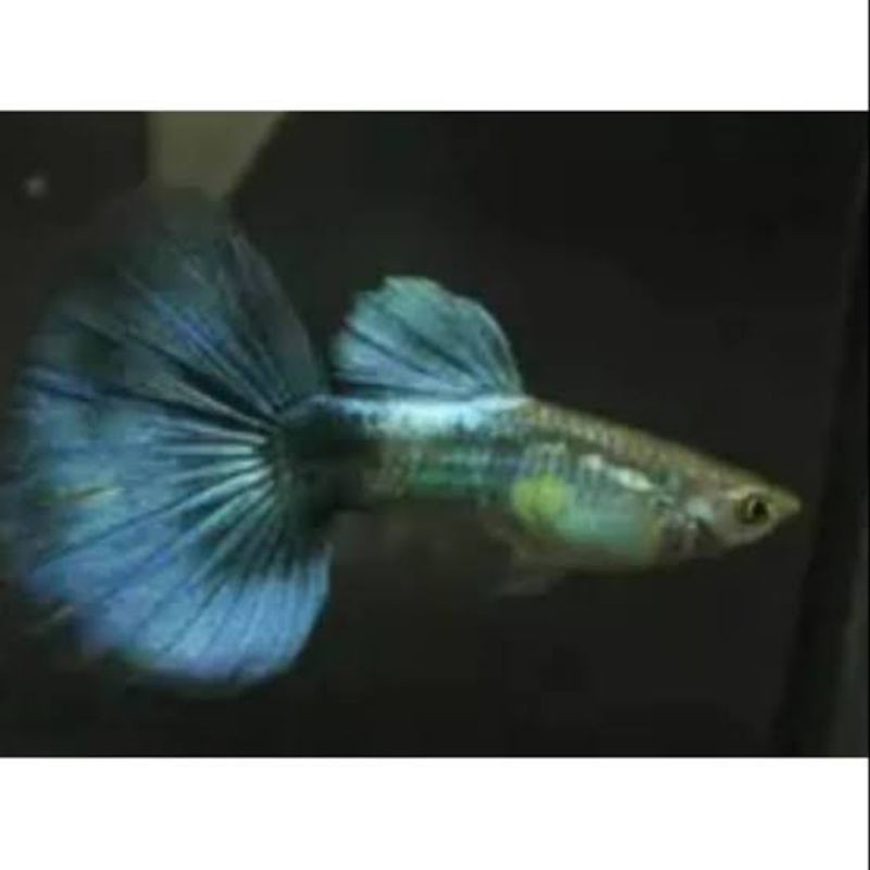Ikan Guppy Blue Moscow (Sepasang)