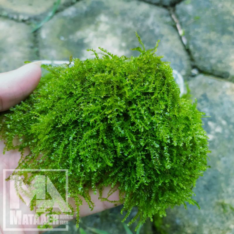Weeping Tropica original ( clump )moss aquascape