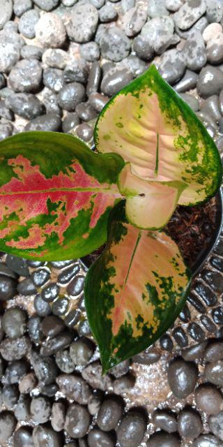 Bibit Bunga Aglonema Sultan Brunei